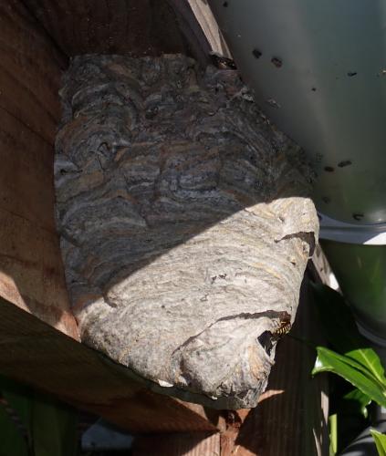 Dolichovespula media